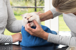Fachgerechte Zahnuntersuchung einer Katze