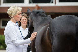 Tierärztin untersucht ein Pferd im Freien