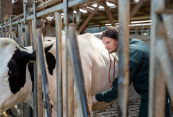 Ein Tierarzt untersucht eine Kuh