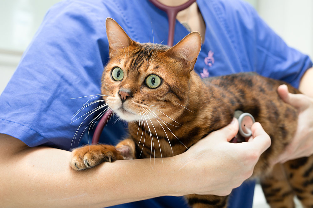 Untersuchung einer Katze in der Tierklinik - mit dem Stethoskop