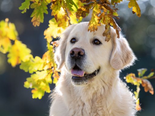 Einfach schöne Fotos von Mensch und Tier -Frau mit 2 Hunden