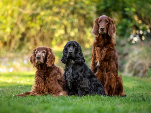 Kleine Hundefamilie beim Fotostermin im Freien -Tierfotoshooting