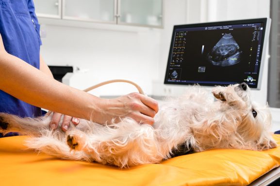Ultraschalluntersuchung beim Hund in einer Tierklinik