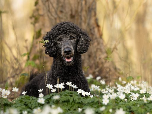 Pudel beim Fotoshooting mit Buschwindröschen - Hundefotoshooting