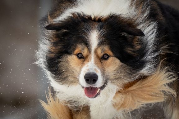 Border Collie stürmt direkt auf die Kamera zu beim Hundefotoshooting