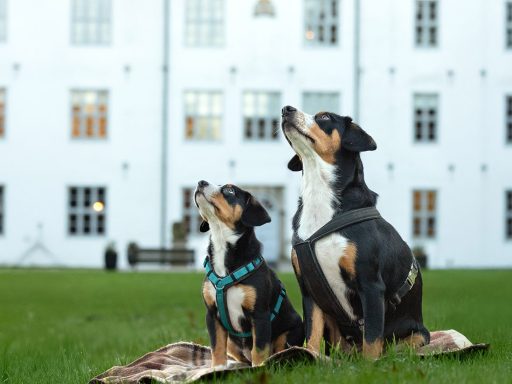 Professionelles Hundefotoshooting - Mutter und Tochter schauen hoch