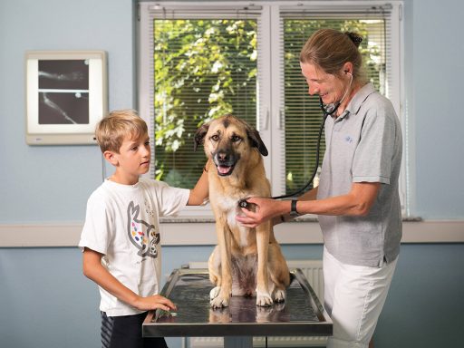 Ein Junge und eine Tierärztin untersuchen einen Hund in der Tierarztpraxis Hirschberger und Reischmann